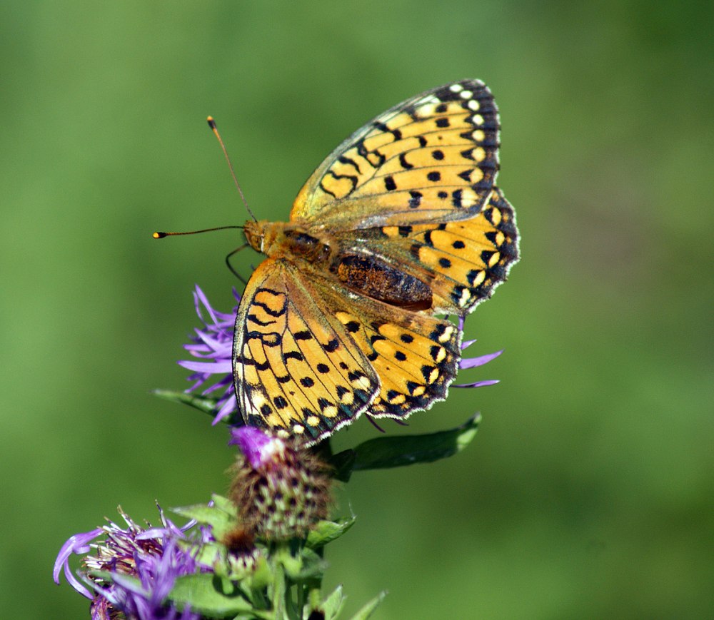 Перламутровка Аглая Argynnis Aglaja