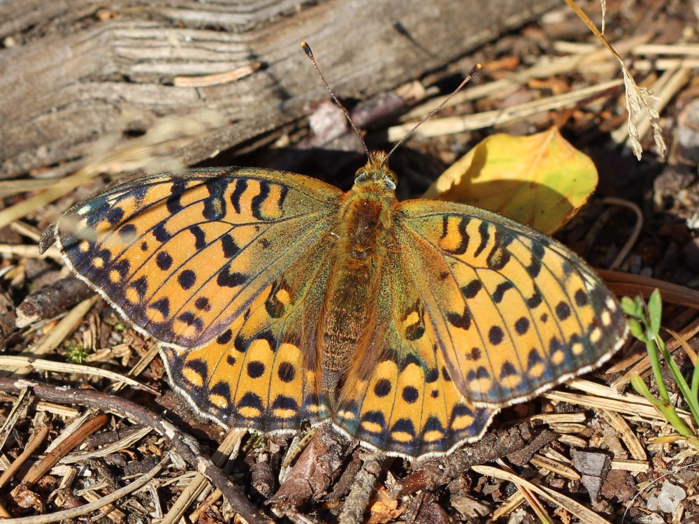 Aglaja gigliolii Tapparone Canefri, 1874