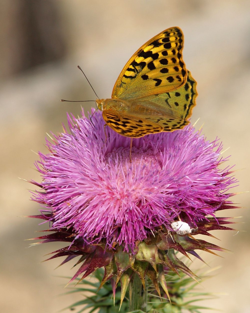 Argynnis pandora стадия гусеницы