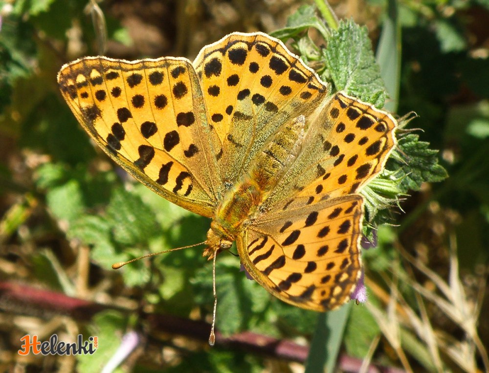 Бабочка коричневая с желтыми пятнами