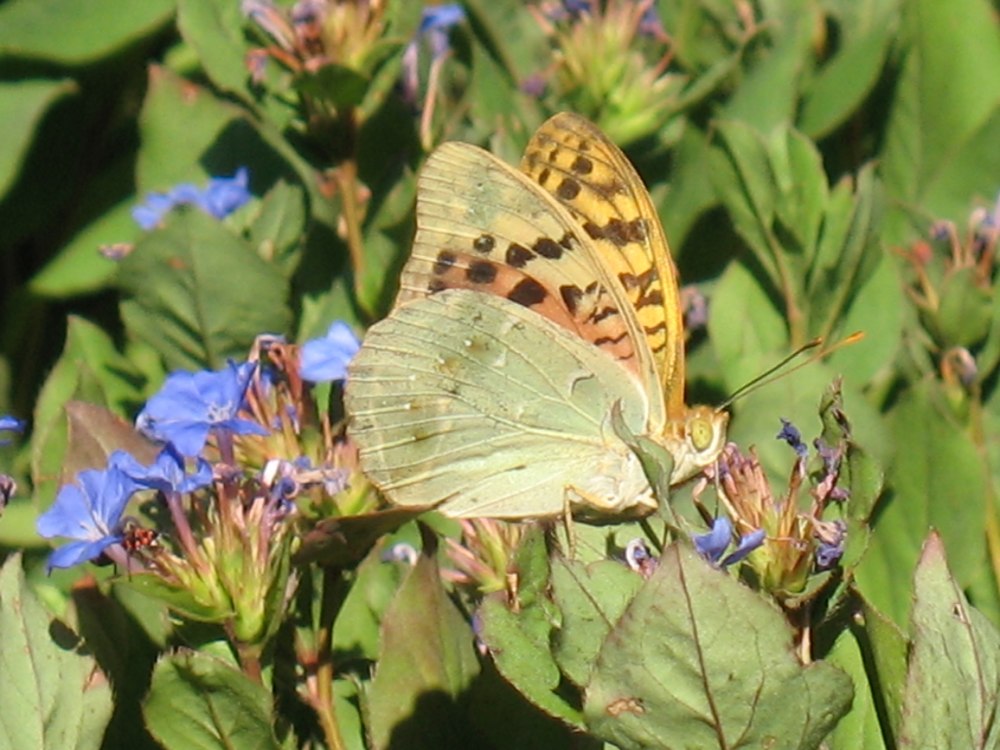 Перламутровки определитель
