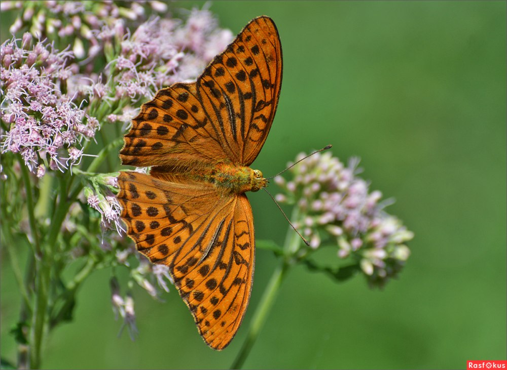 Бабочка Перламутровка большая Лесная
