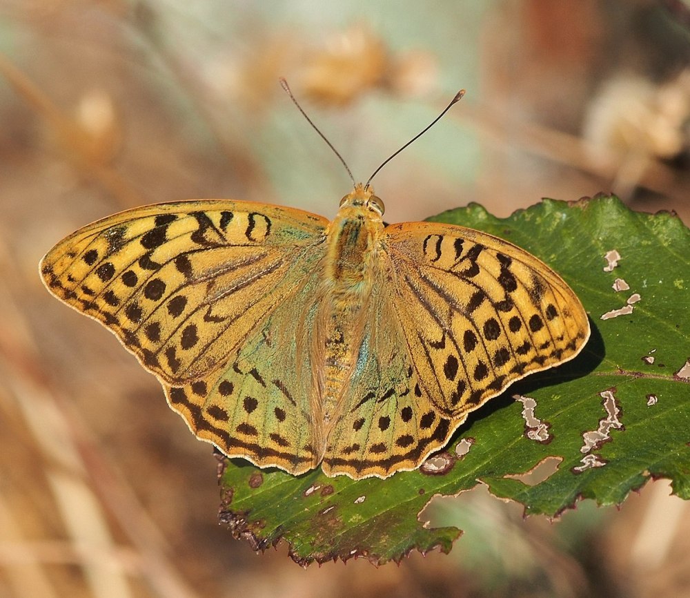 Членистоногие бабочки