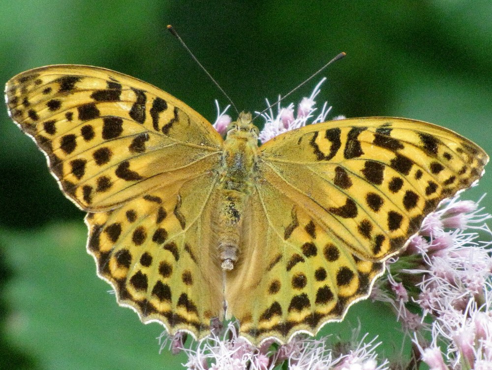 Перламутровка большая Лесная Argynnis paphia