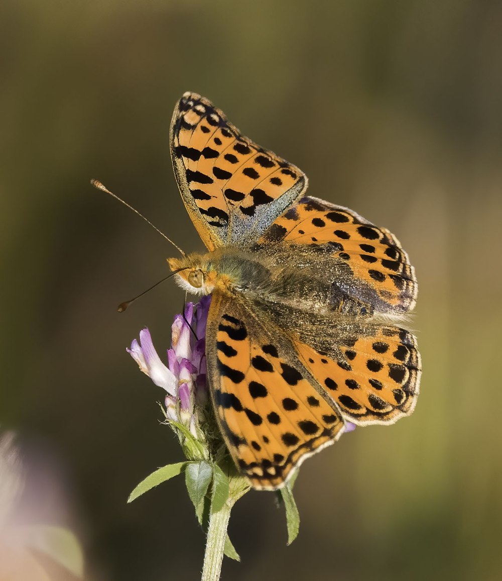 Перламутровка Диана