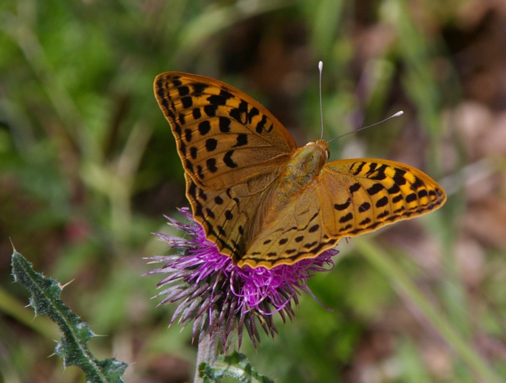 Полярная бабочка Перламутровка