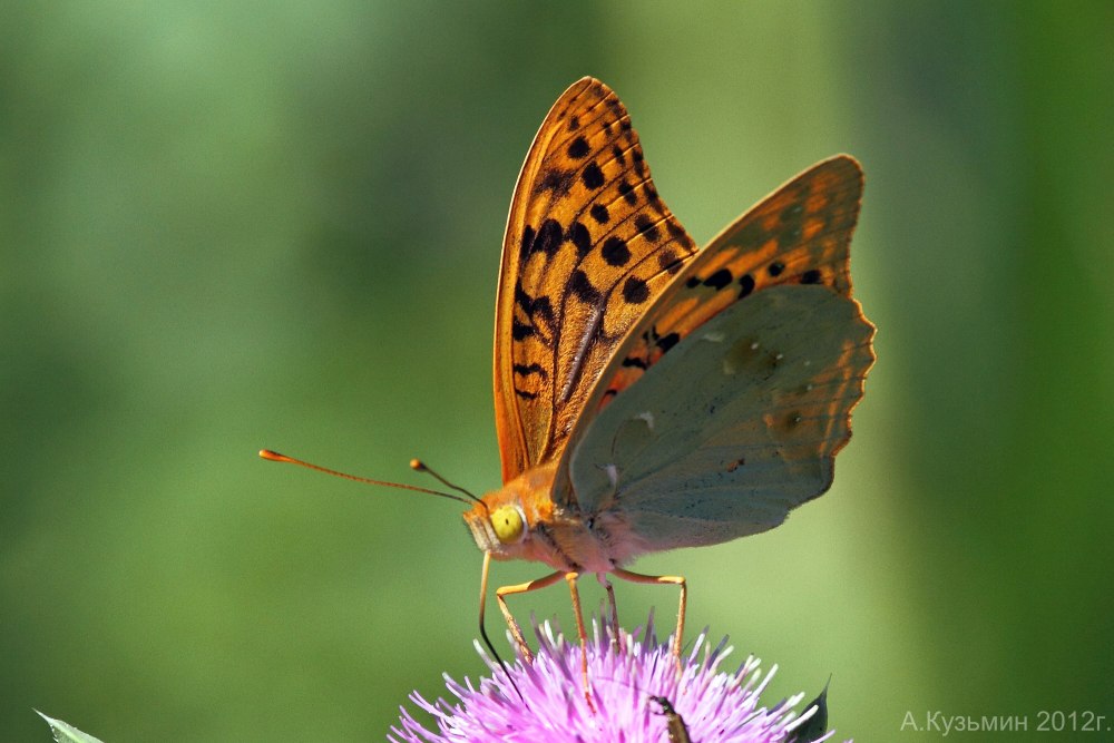 Перламутровка Зенобия