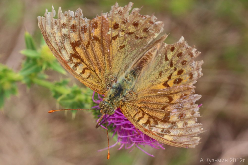 Перламутровка непарная реликтовая