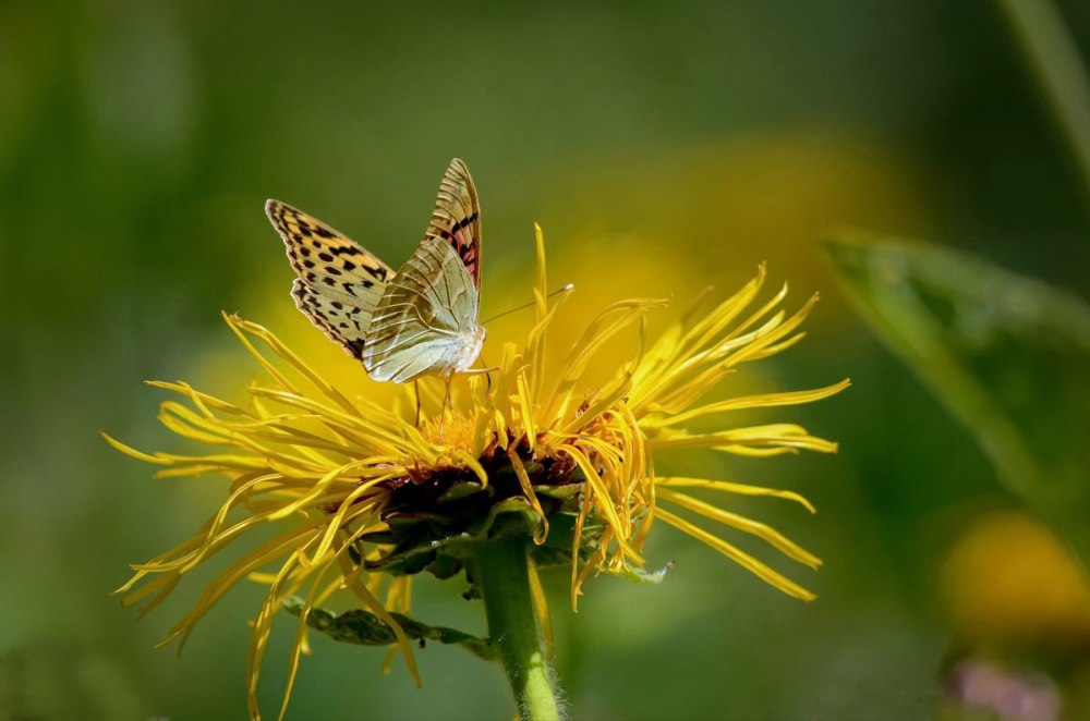 Божьи существа