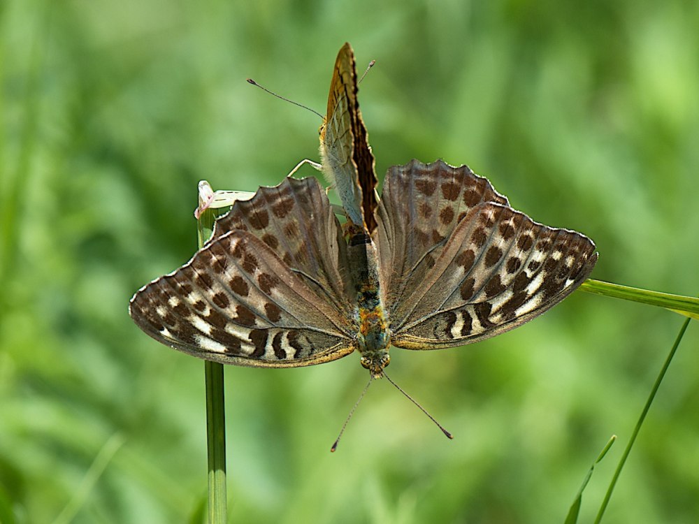 Махаон Перламутровка