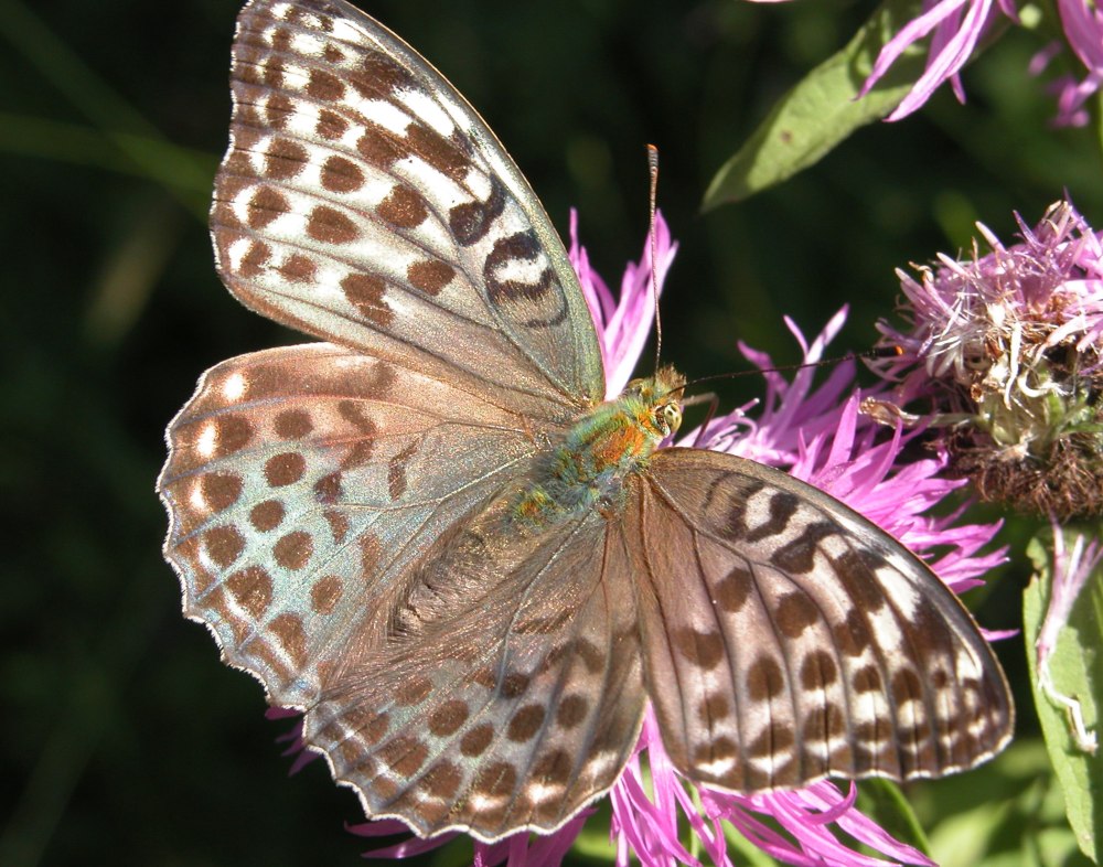 Большая Перламутровка valesina