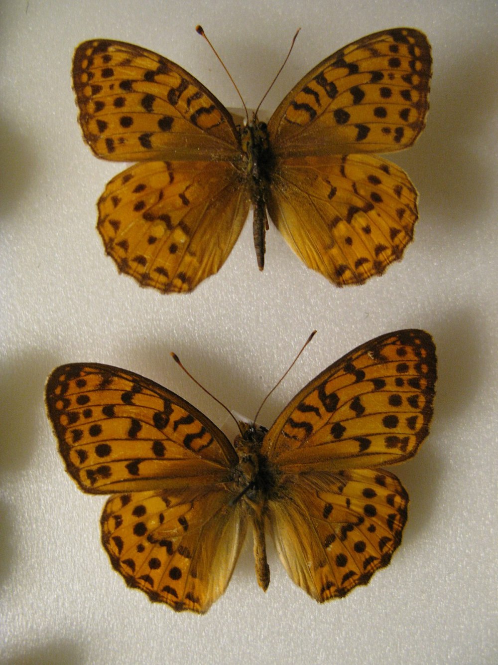 Перламутровка Руслана