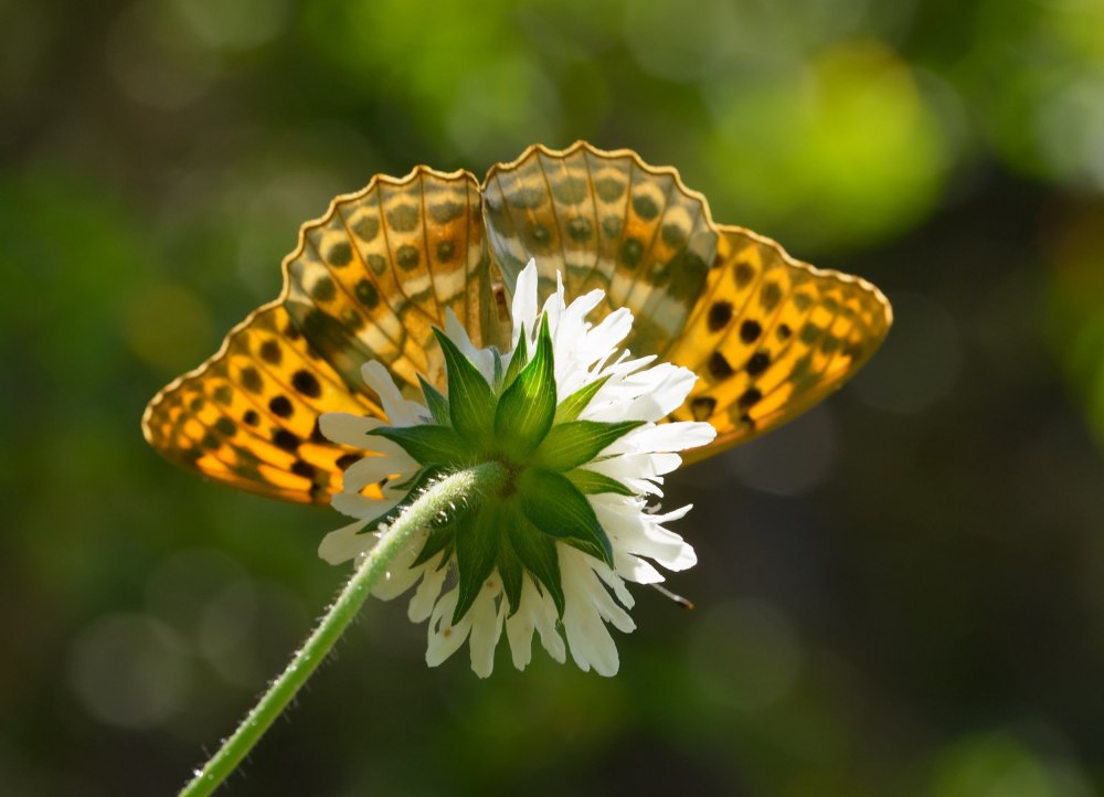 Перламутровка Лесная