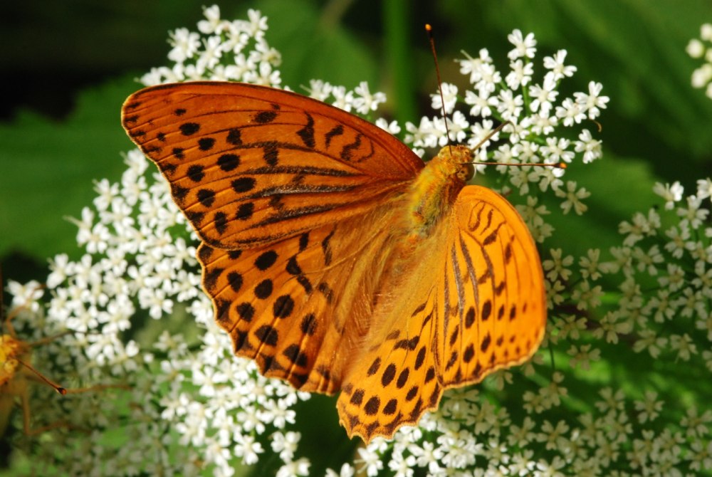 Перламутровка Дафна бабочка