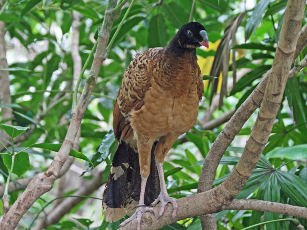 Pauxi unicornis