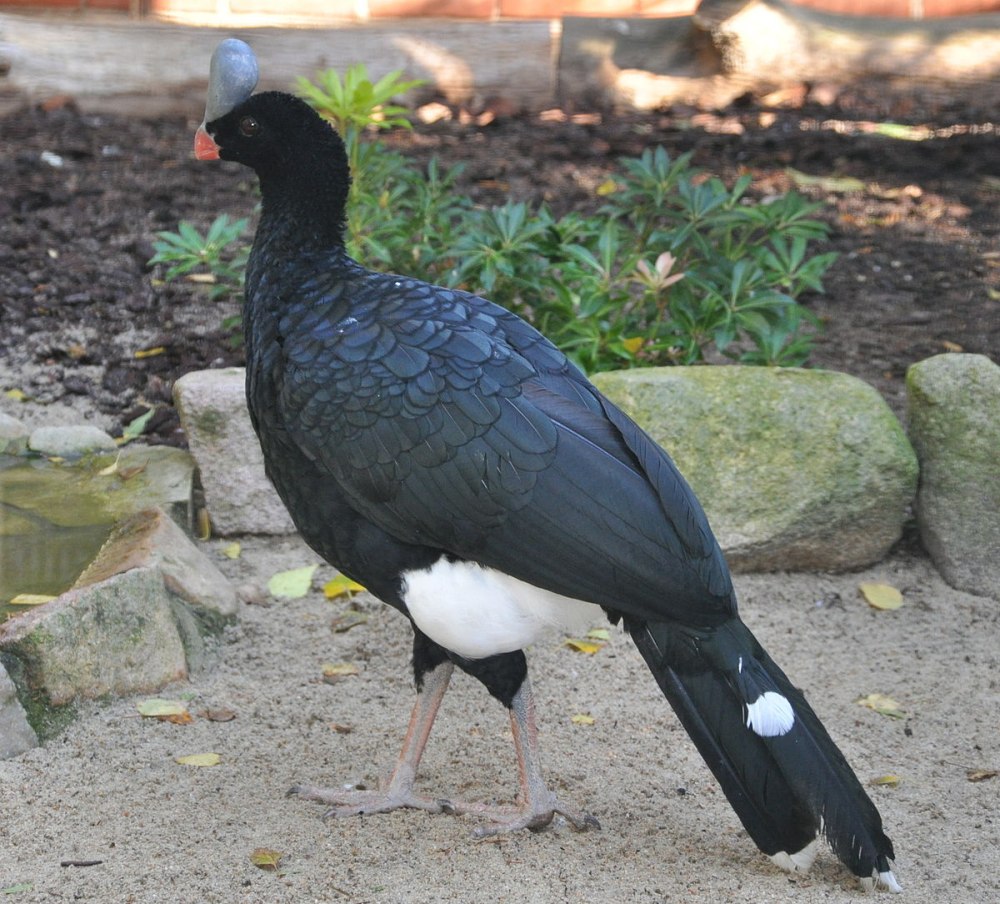 Краксы (гокко