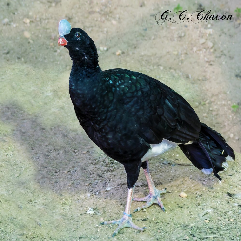 Pauxi unicornis