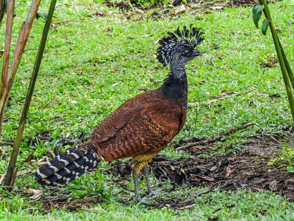 Great Curassow