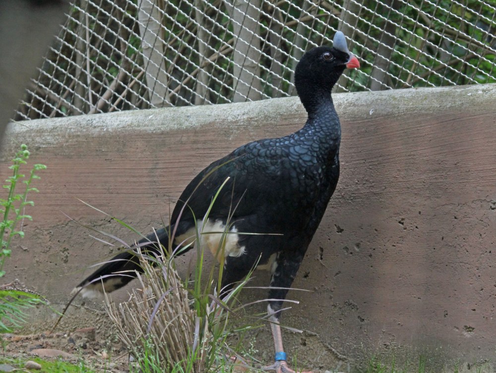 Alagoas Curassow