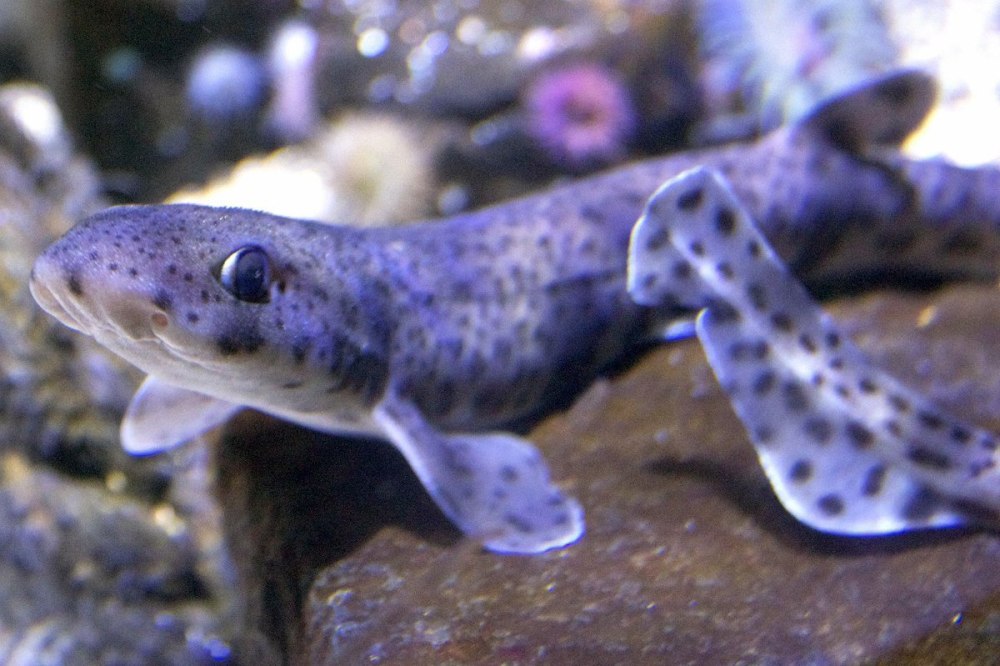 Чернопятнистая Кошачья акула