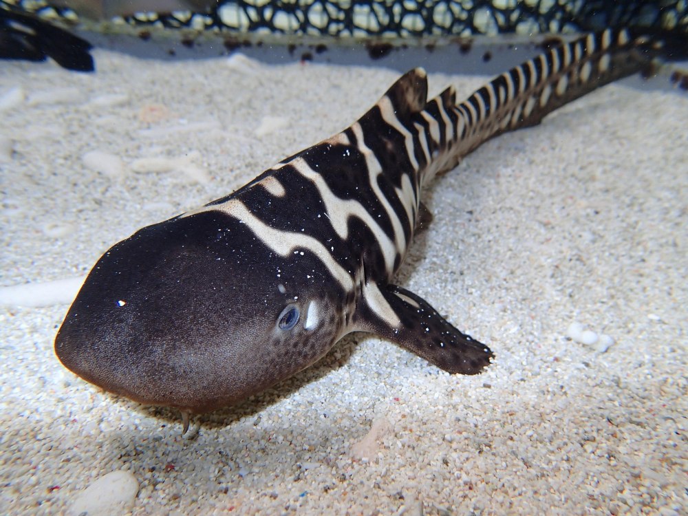 Мелкопятнистая Кошачья акула