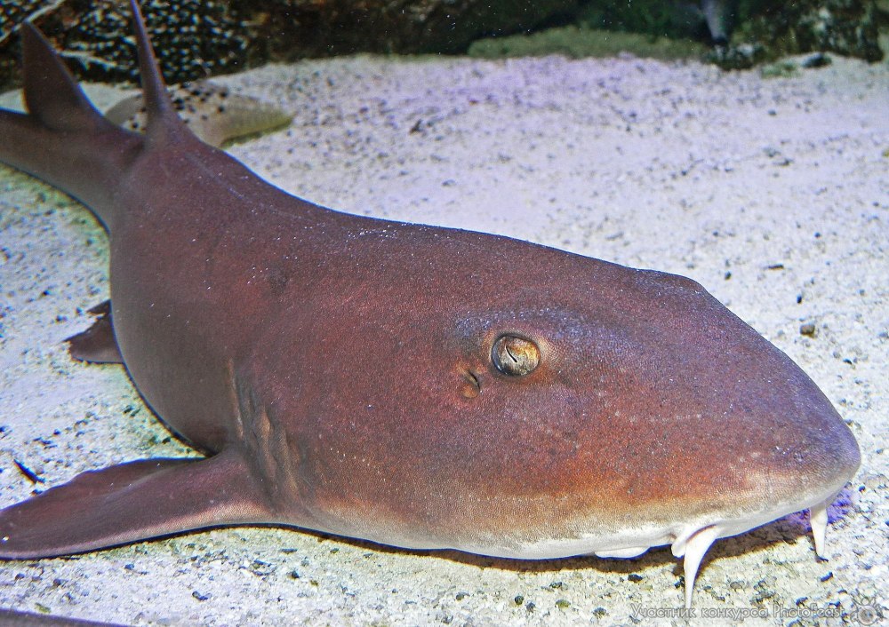 Мелкопятнистая Кошачья акула