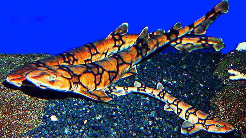 Кошачья акула семейства Scyliorhinidae