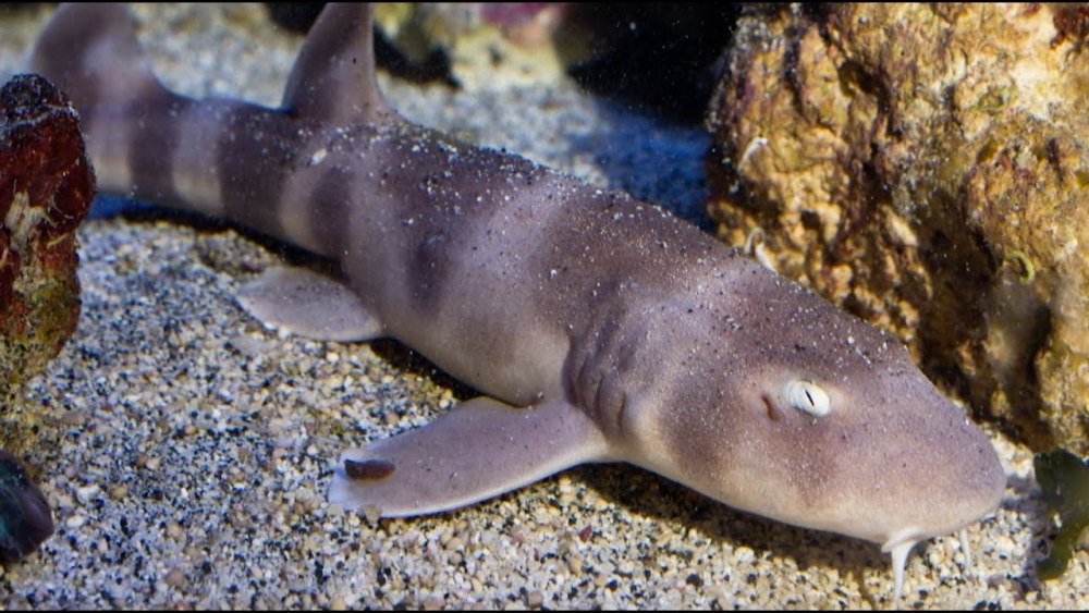 Коричневополосая Кошачья акула