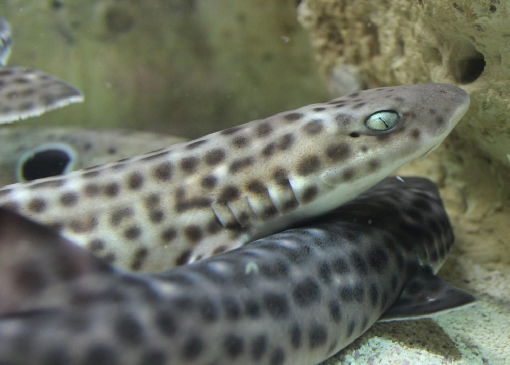 Глазчатая Кошачья акула