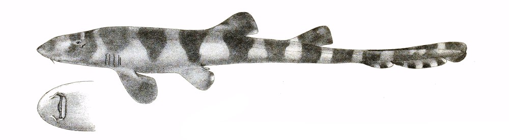 Chiloscyllium indicum