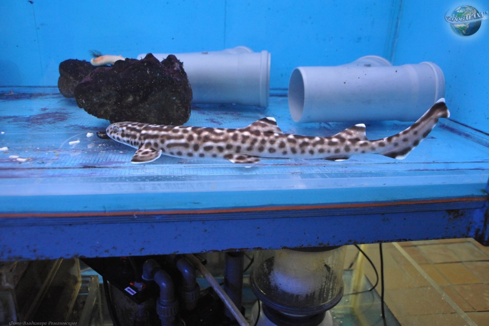 Индийская коралловая Кошачья акула