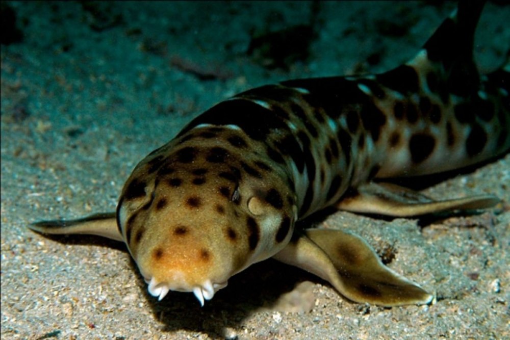 Hemiscyllium HALMAHERA