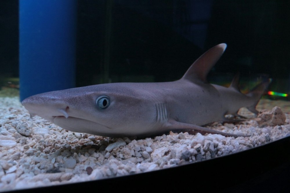 Рифовая аквариумная акула