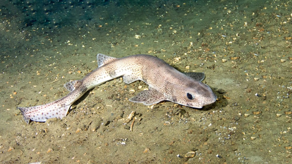 Акула чтобы дышать двигается