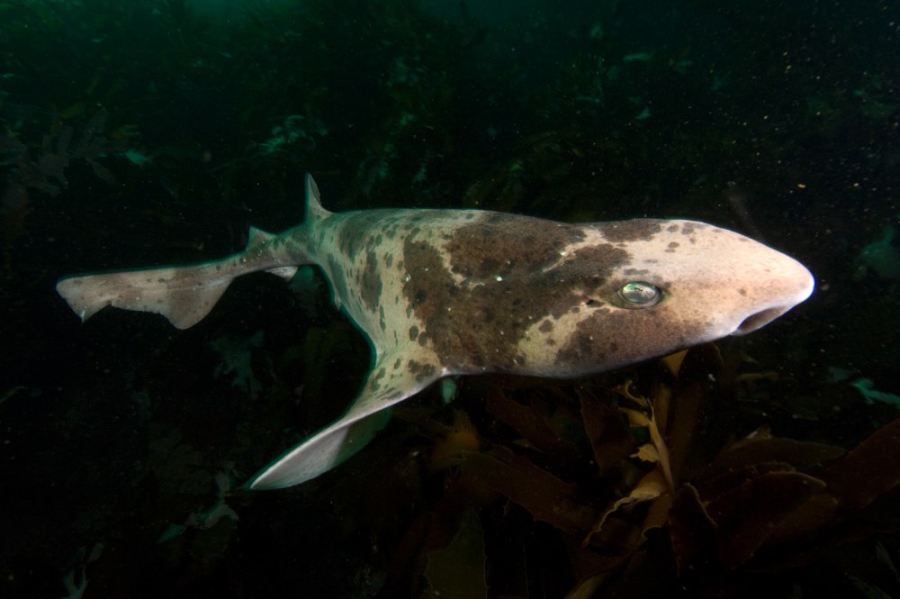 Cephaloscyllium laticeps