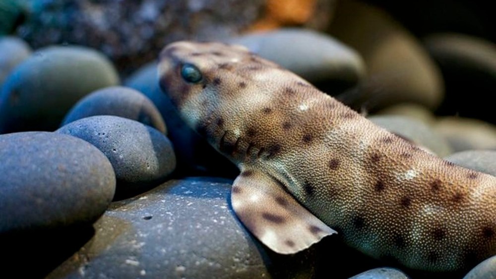 Глазчатая Кошачья акула риф