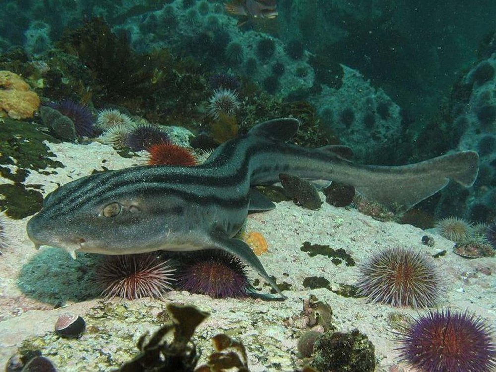 Индийская коралловая Кошачья акула