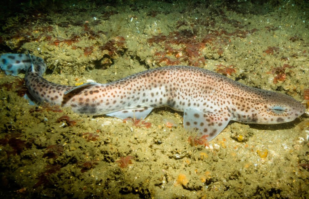 Черноморская Кошачья акула