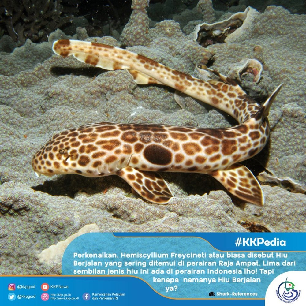 Австралийская коралловая Кошачья акула