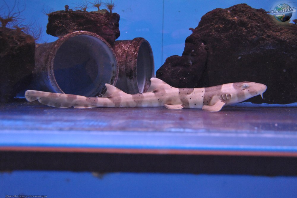 Акула коричневополосая бамбуковая