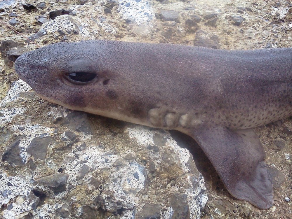 Коричневополосая Кошачья акула