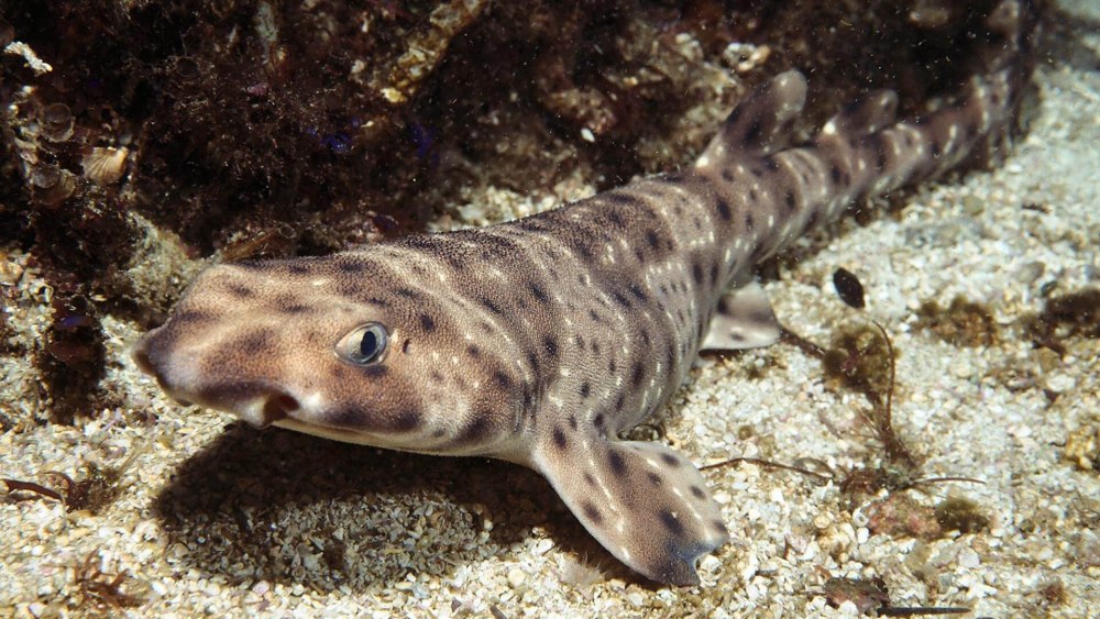 Изменчивая воротниковая акула