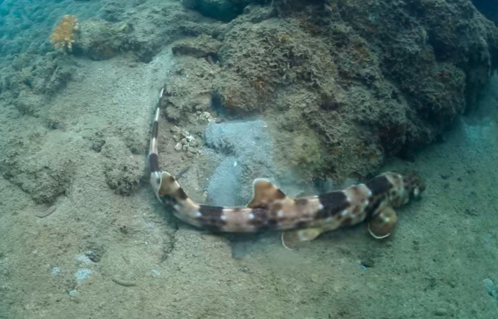 Индо-австралийская Кошачья акула