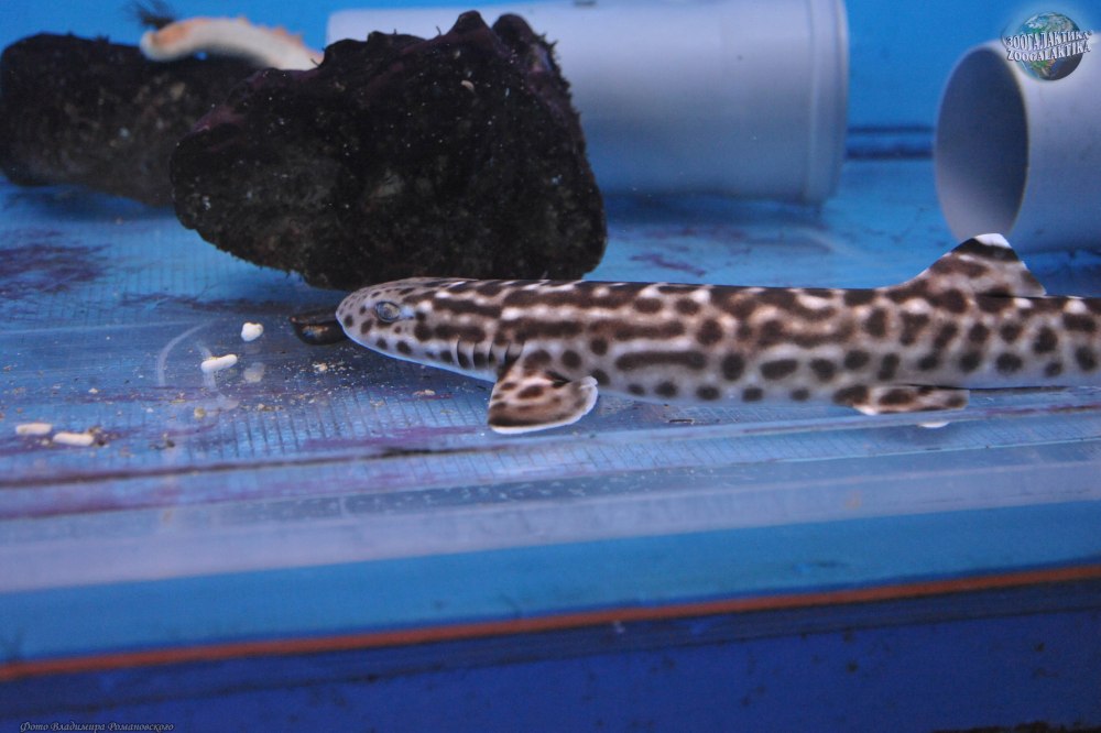 Коралл кошка фото