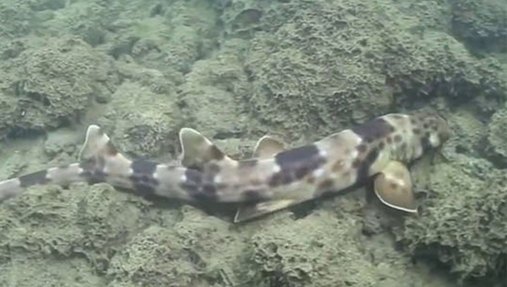 Ходячие Кошачья акула