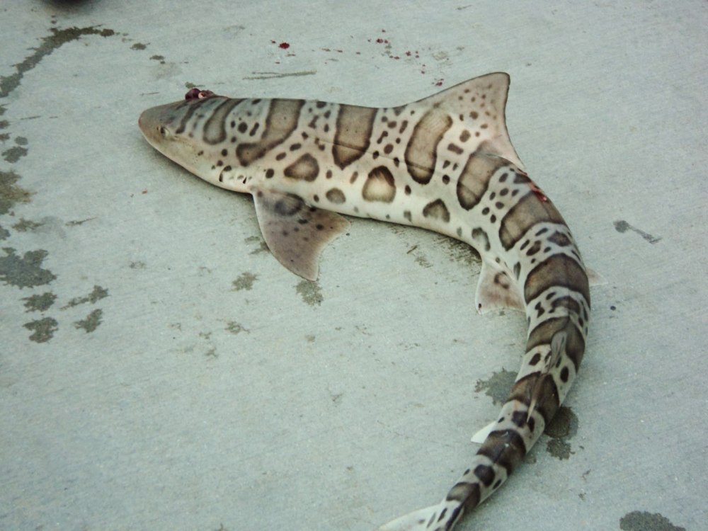 Калифорнийская Кунья акула