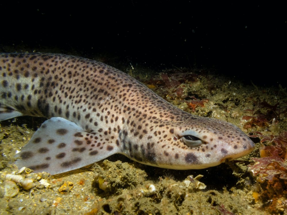 Кошачья акула