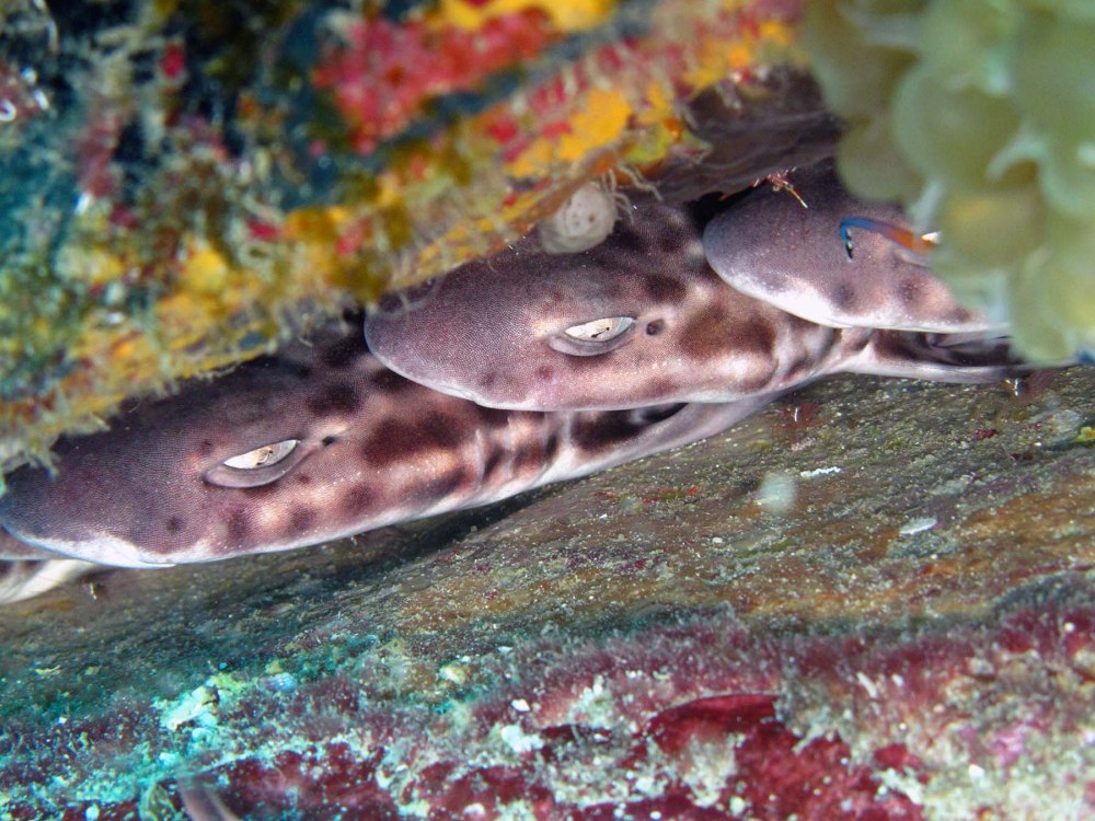 Catshark Fish
