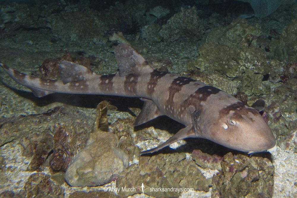 Белопятнистая Кошачья акула