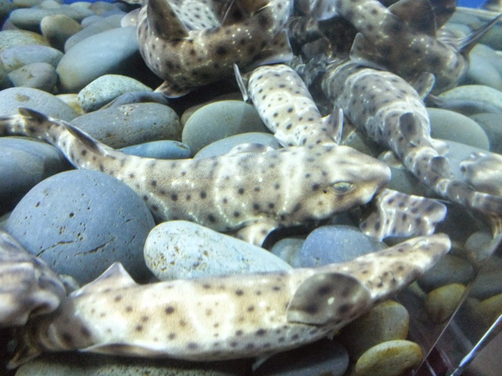 Головастая Кошачья акула